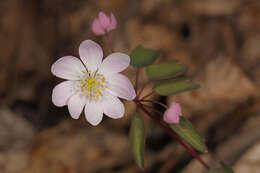 Image of Rue-Anemone