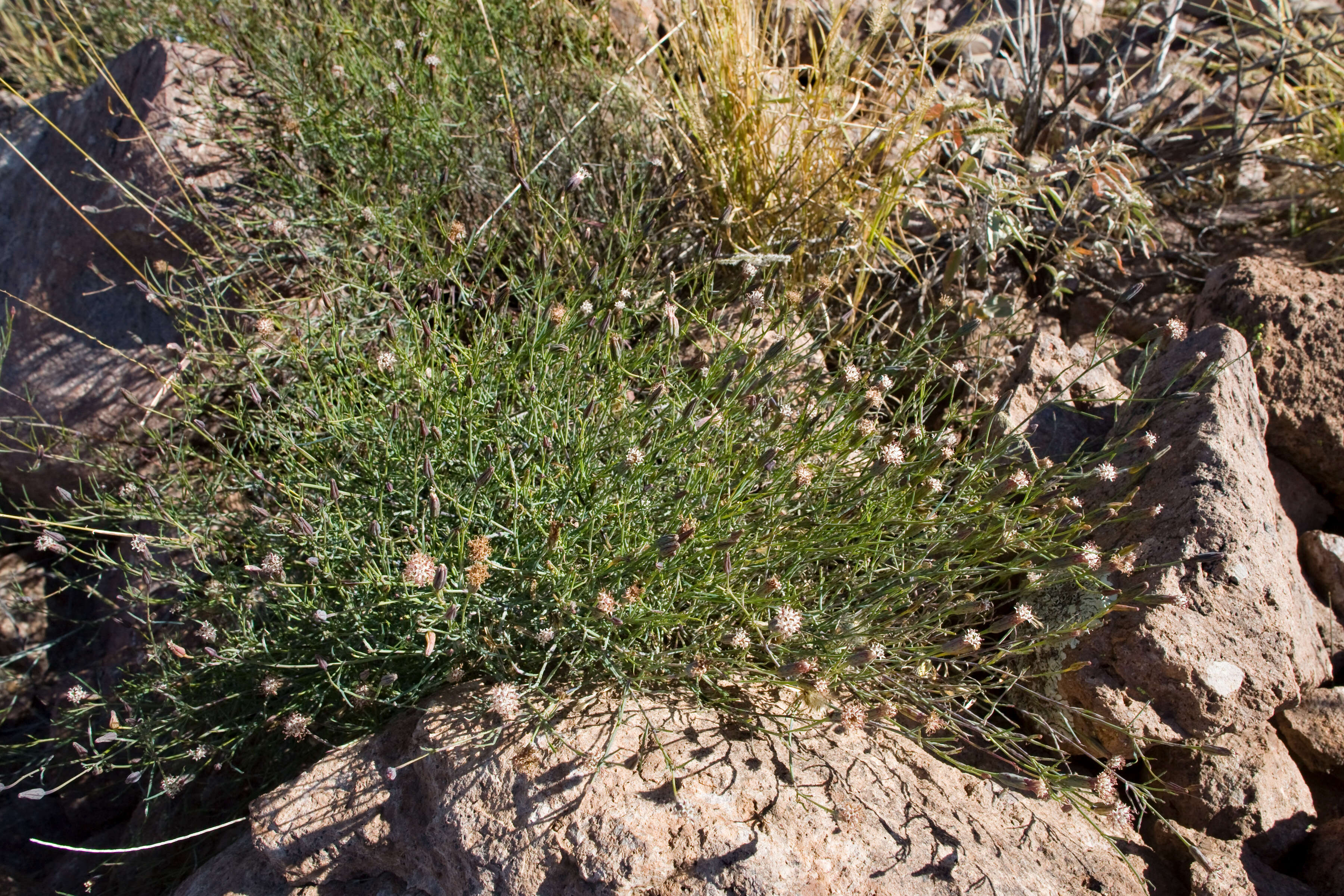 Image of slender poreleaf