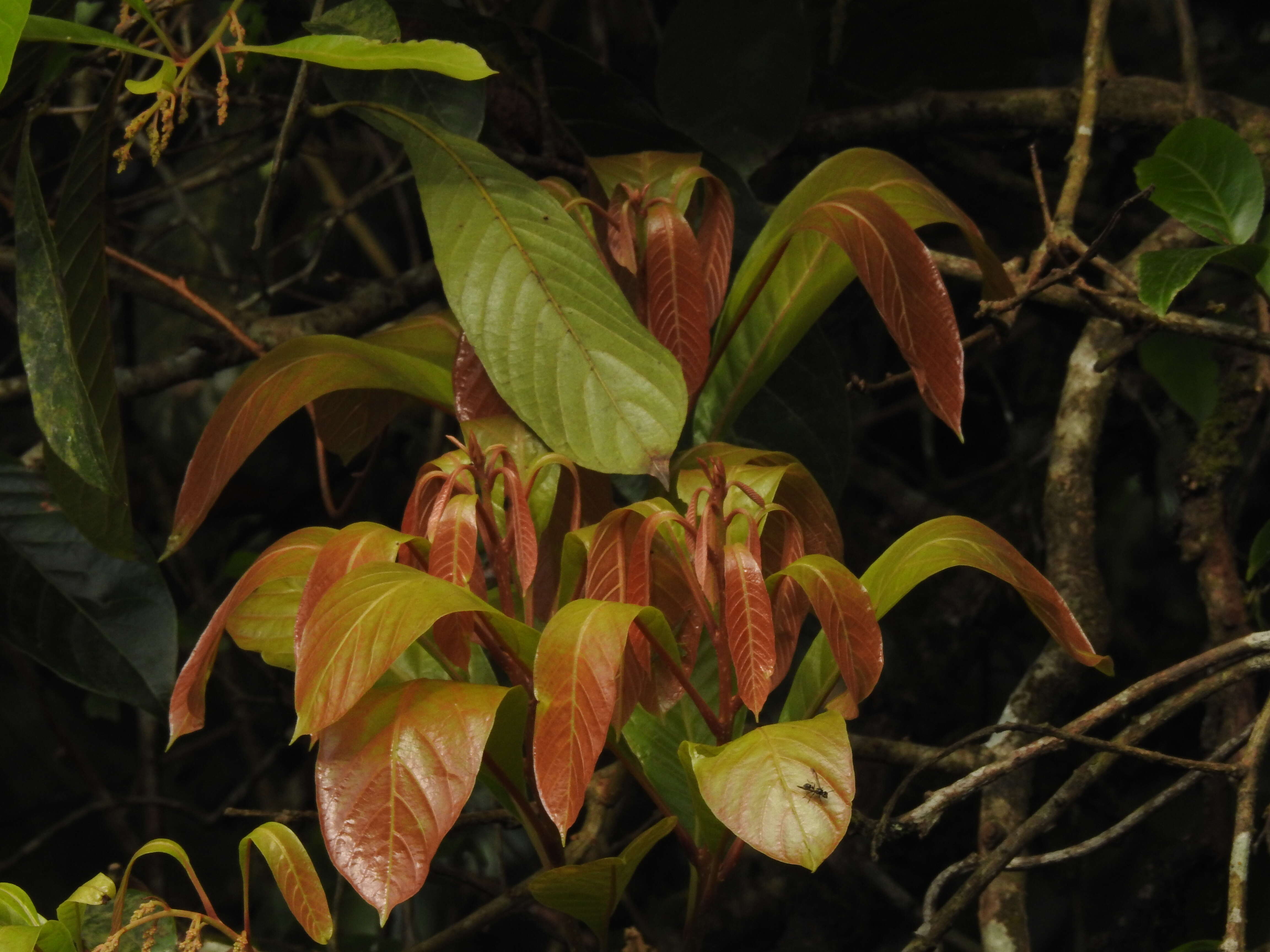 Image of Meliosma simplicifolia (Roxb.) Walp.