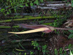 Amorphophallus commutatus (Schott) Engl. resmi