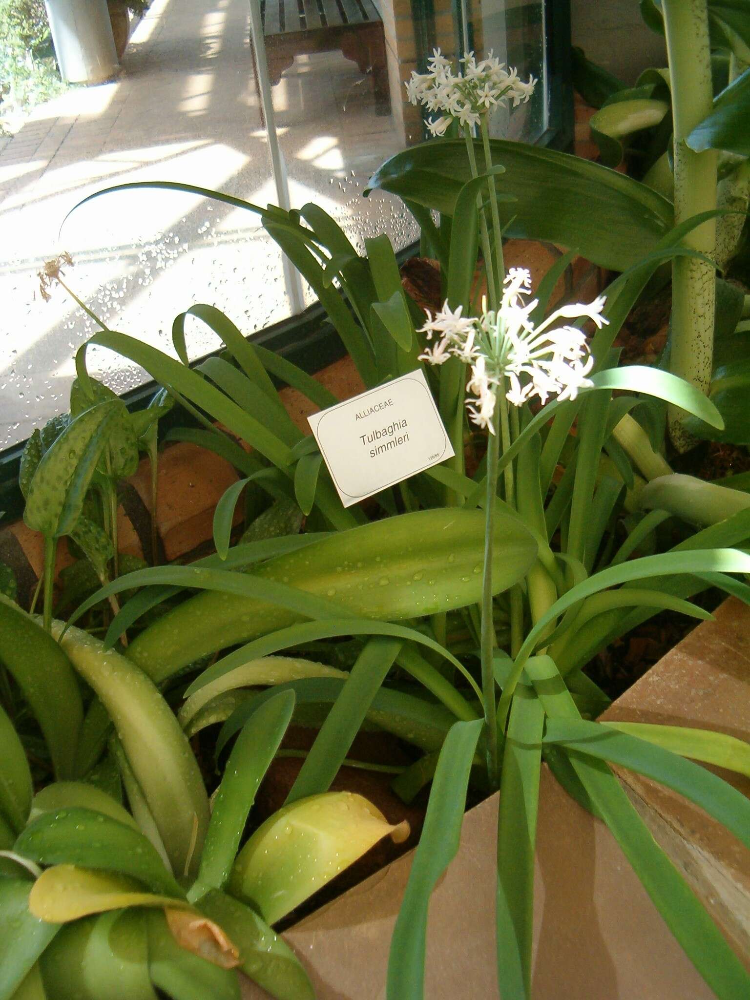 Image of Pink Agapanthus