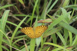 Image of Common Leopard