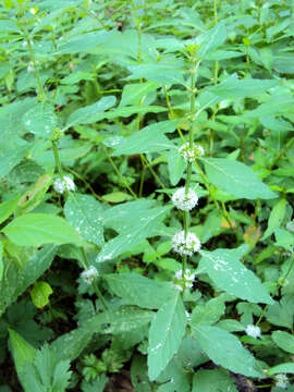 Image of wild mint