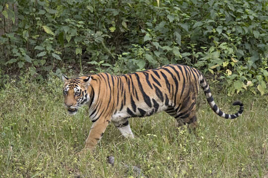 Image de tigre du Bengale