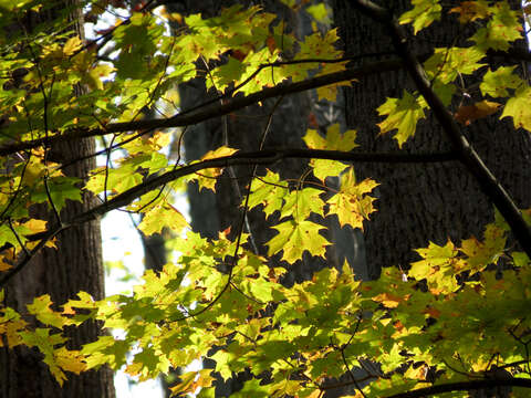 Image of sugar maple