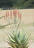 Aloe littoralis Baker resmi