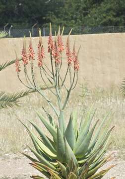 Aloe littoralis Baker resmi