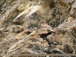 Image of Mongolian Finch