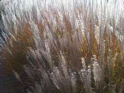 Imagem de Miscanthus sinensis Andersson