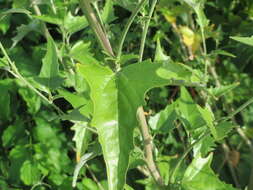 Image de Atriplex sagittata Bkh.