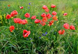 Image of corn poppy