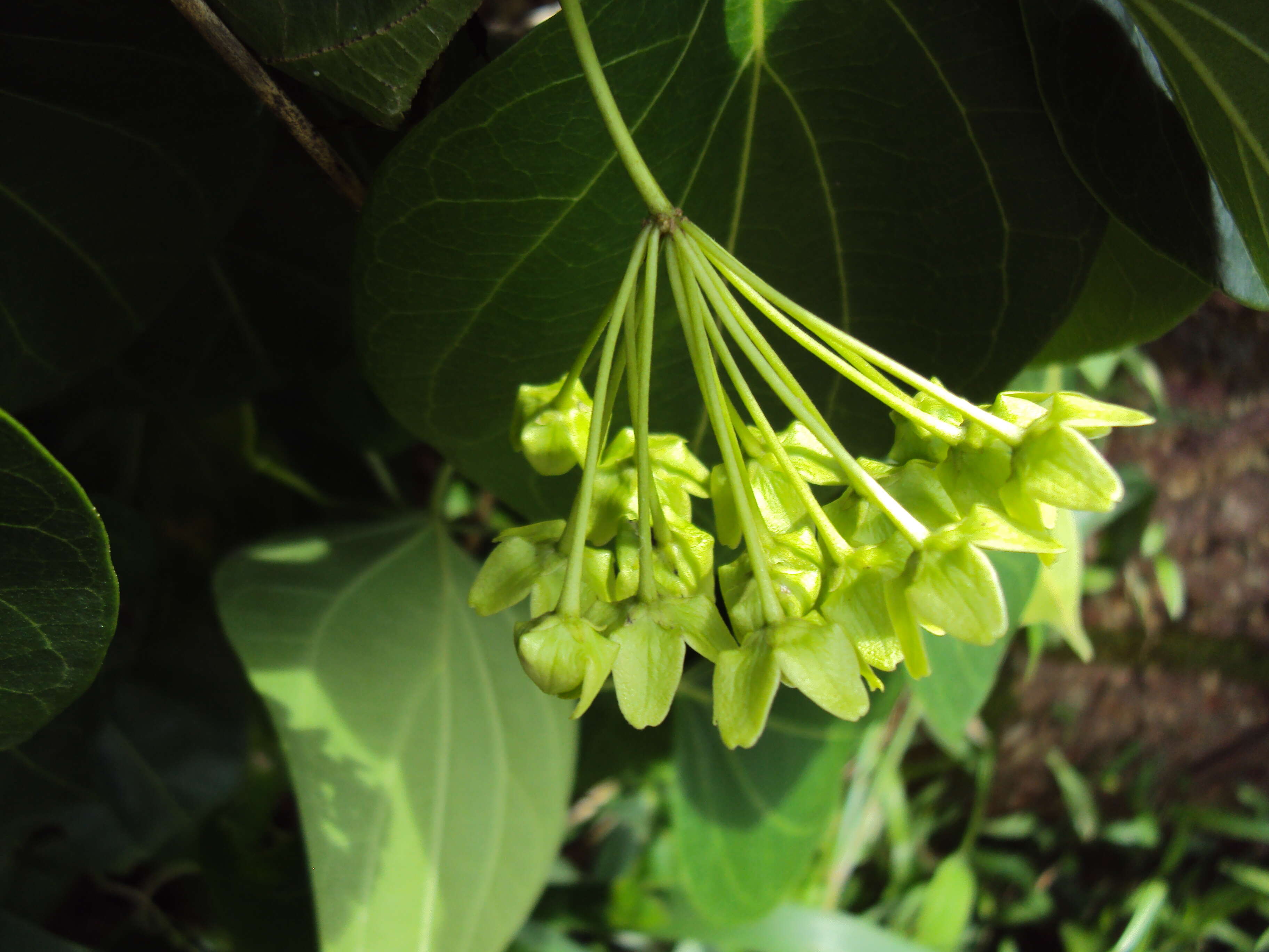 Image of Marsdenia volubilis (L. fil.) Cooke