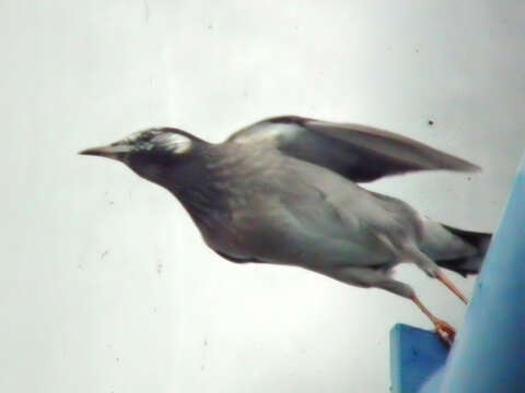 Image of White-cheeked Starling