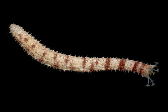 Image of Bottleneck Sea Cucumber