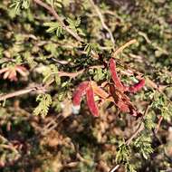 Plancia ëd Mimosa aculeaticarpa Ortega