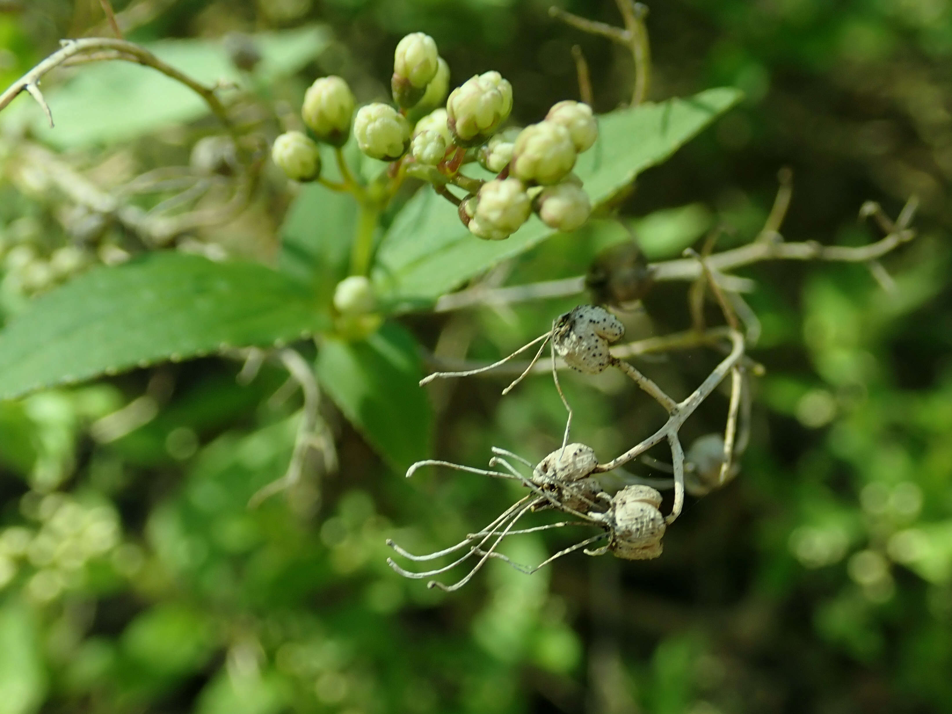 Image of slender pride of Rochester