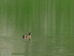 Image of Eurasian Wigeon