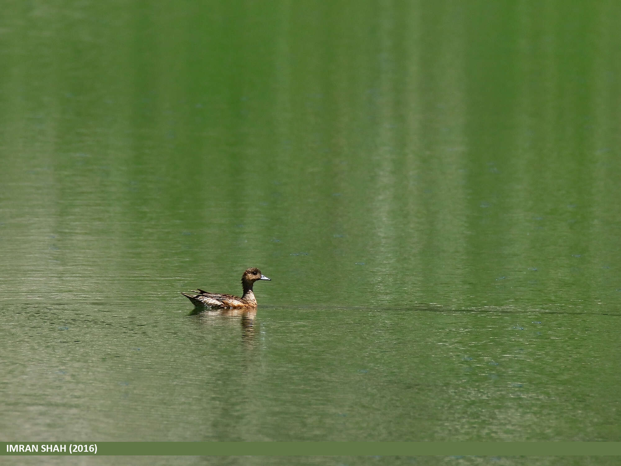 Image of Eurasian Wigeon