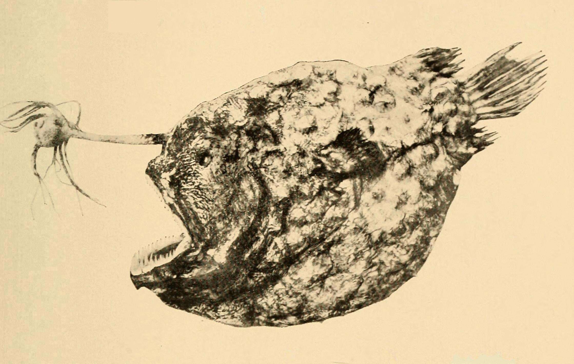 Image of Himantolophus