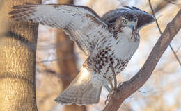 Image of Red-tailed Hawk