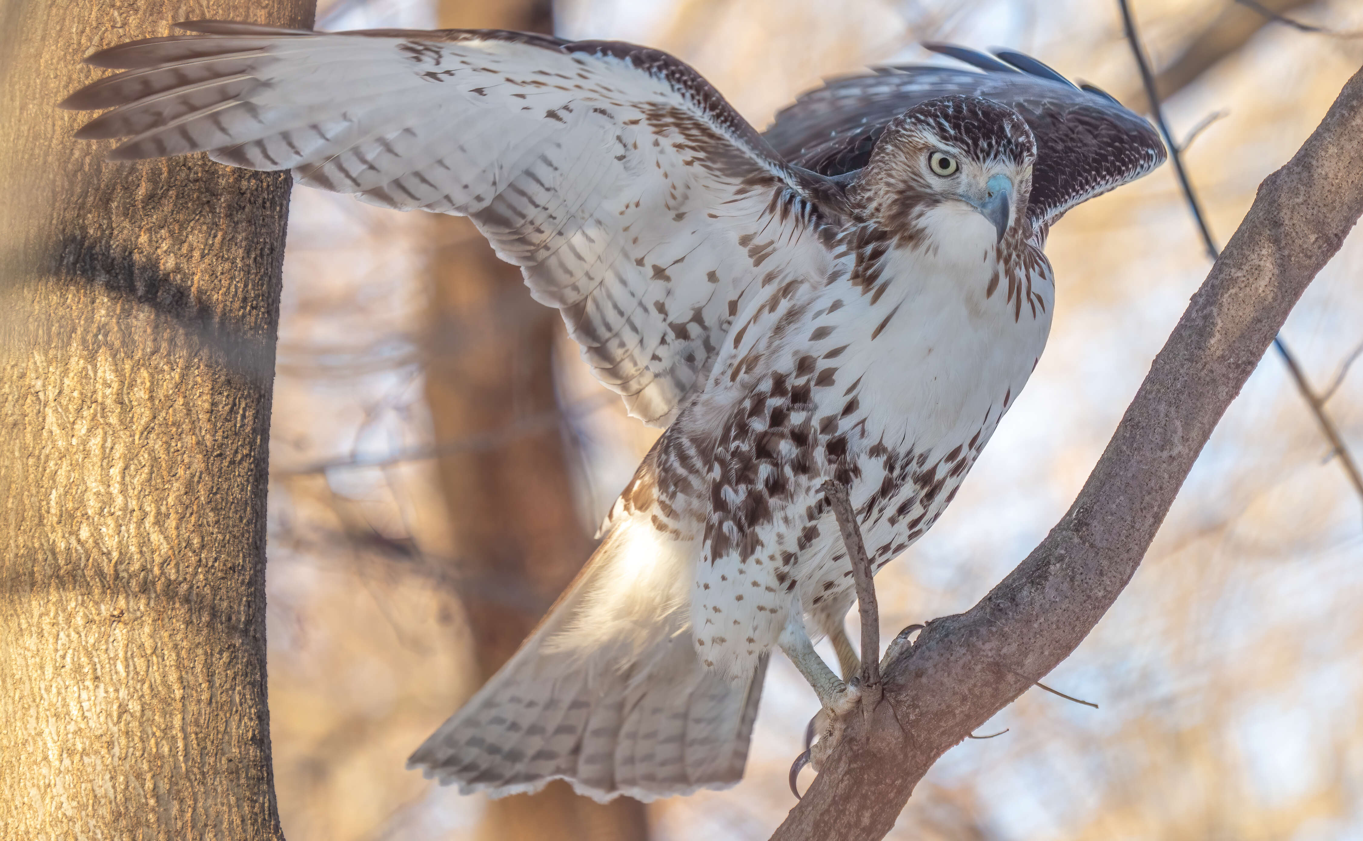 Image of Red-tailed Hawk