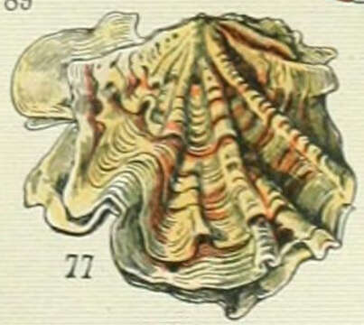 Image of Ostreoidea Rafinesque 1815