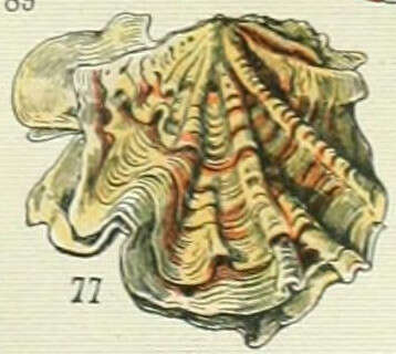 Image de Ostreoidea Rafinesque 1815