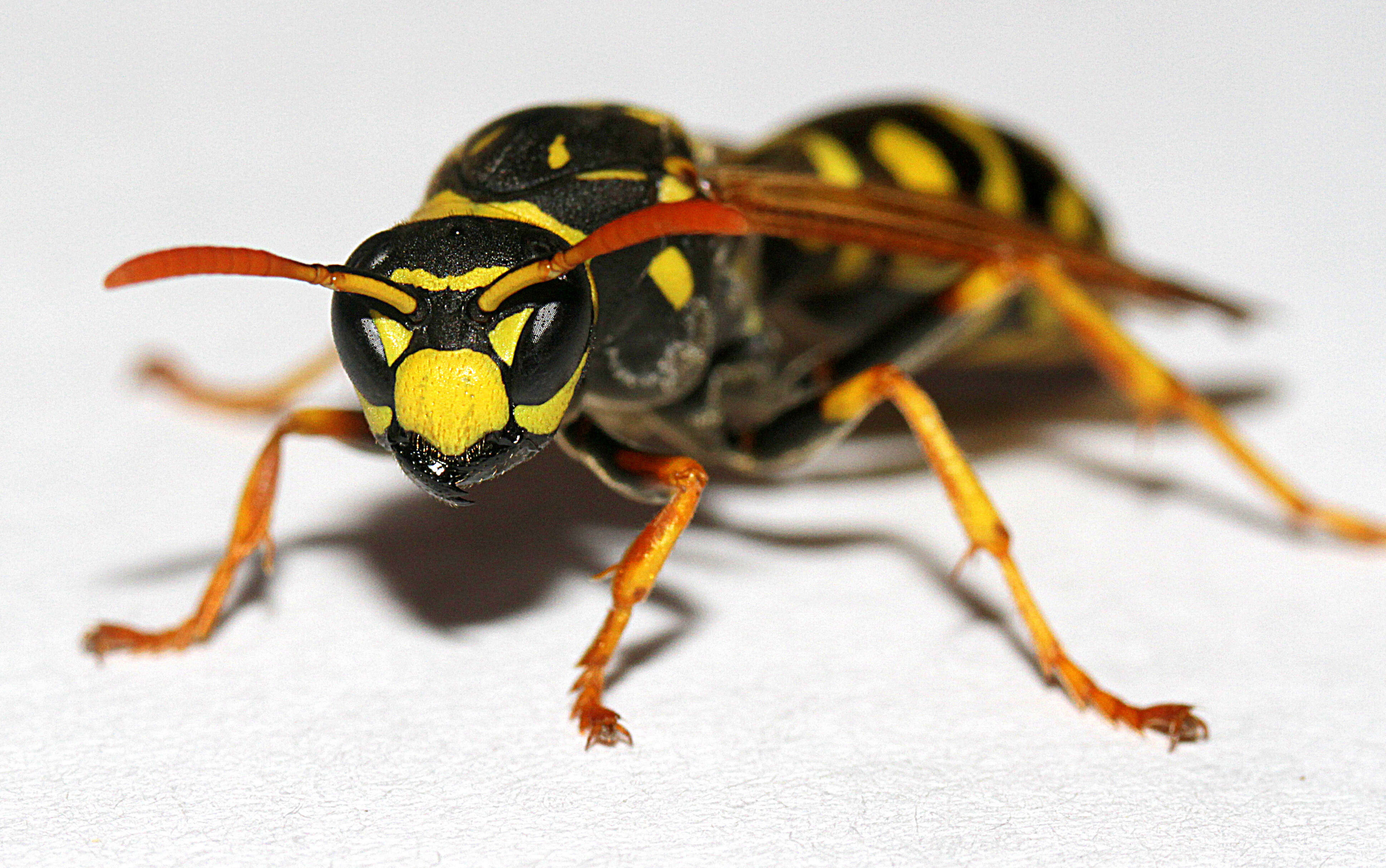 Image of European Paper Wasp