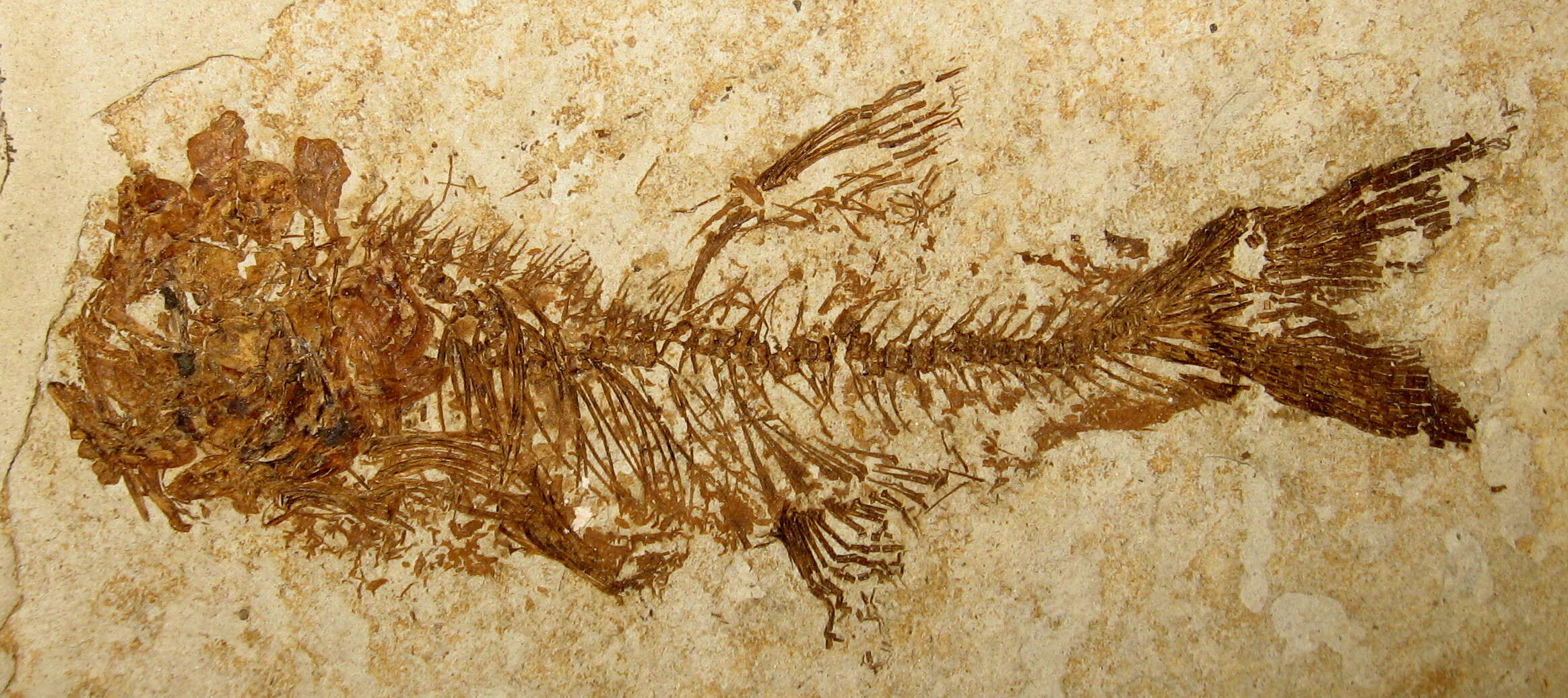Image of Hiodontiformes