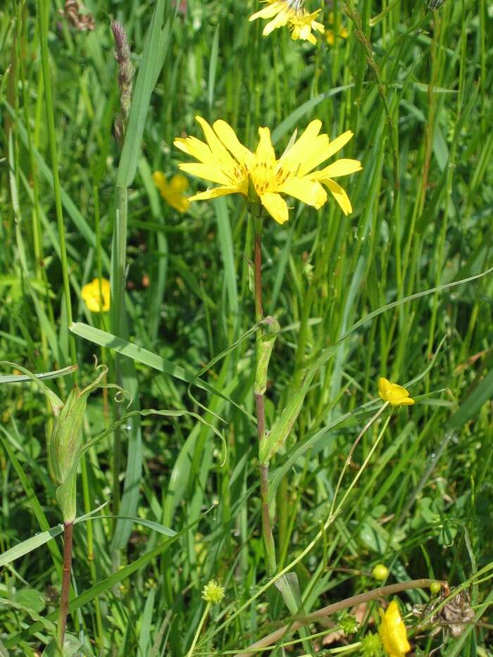 Image of Tragopogon orientalis L.