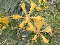 Image of Lambertia inermis R. Br.