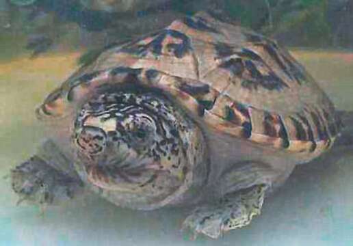 Image of Mexican Giant Musk Turtle