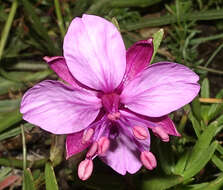 Image of Epilobium fleischeri Hochst.