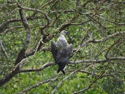 Image of White-bellied Sea Eagle