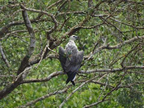 Image of White-bellied Sea Eagle