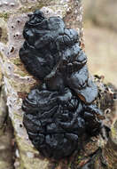 Image of Black Witches' Butter