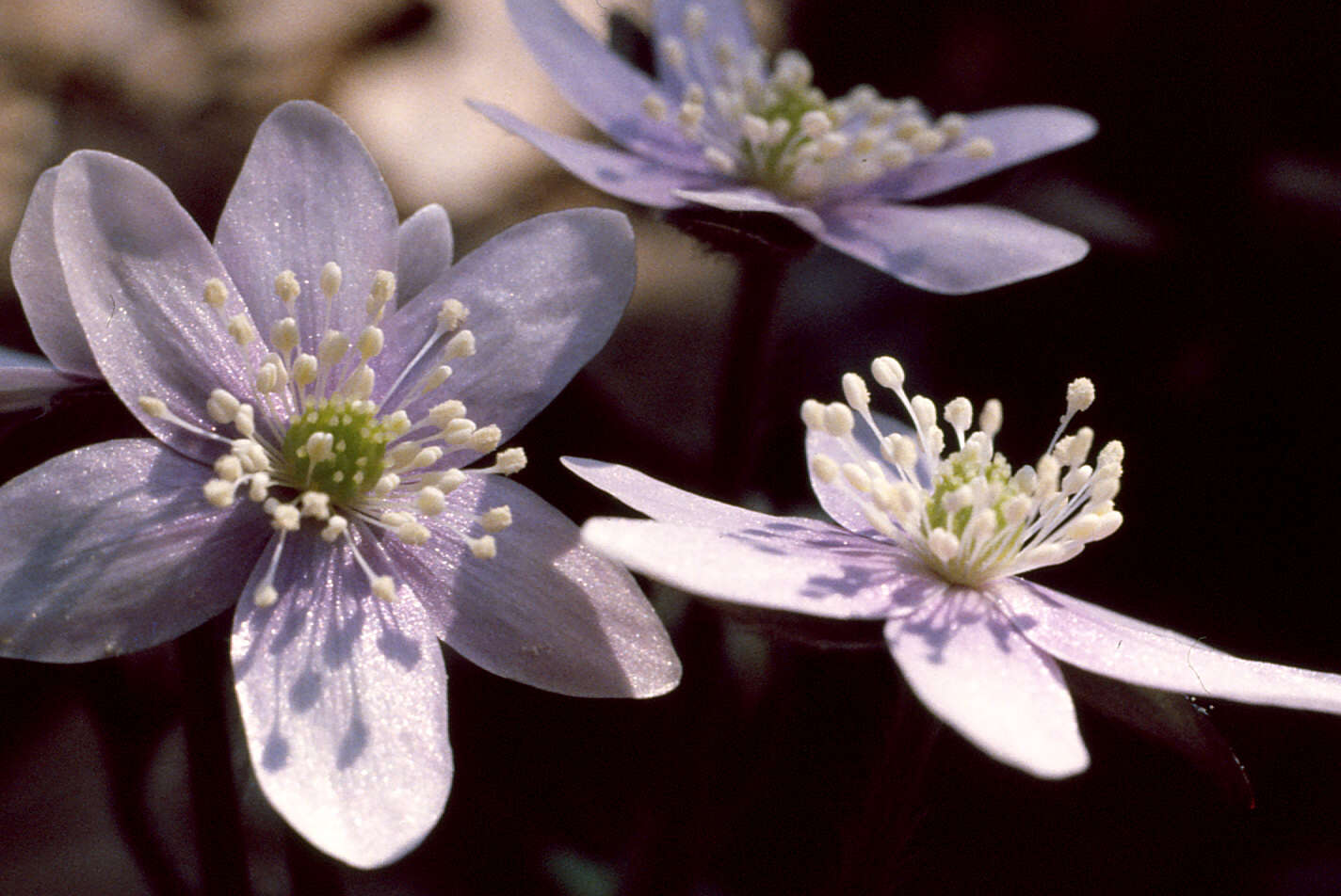 Image of roundlobe hepatica