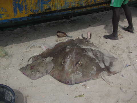 Image of stingray