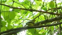 Image of Yellow-bellied Flycatcher