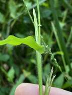 Image of small carpgrass