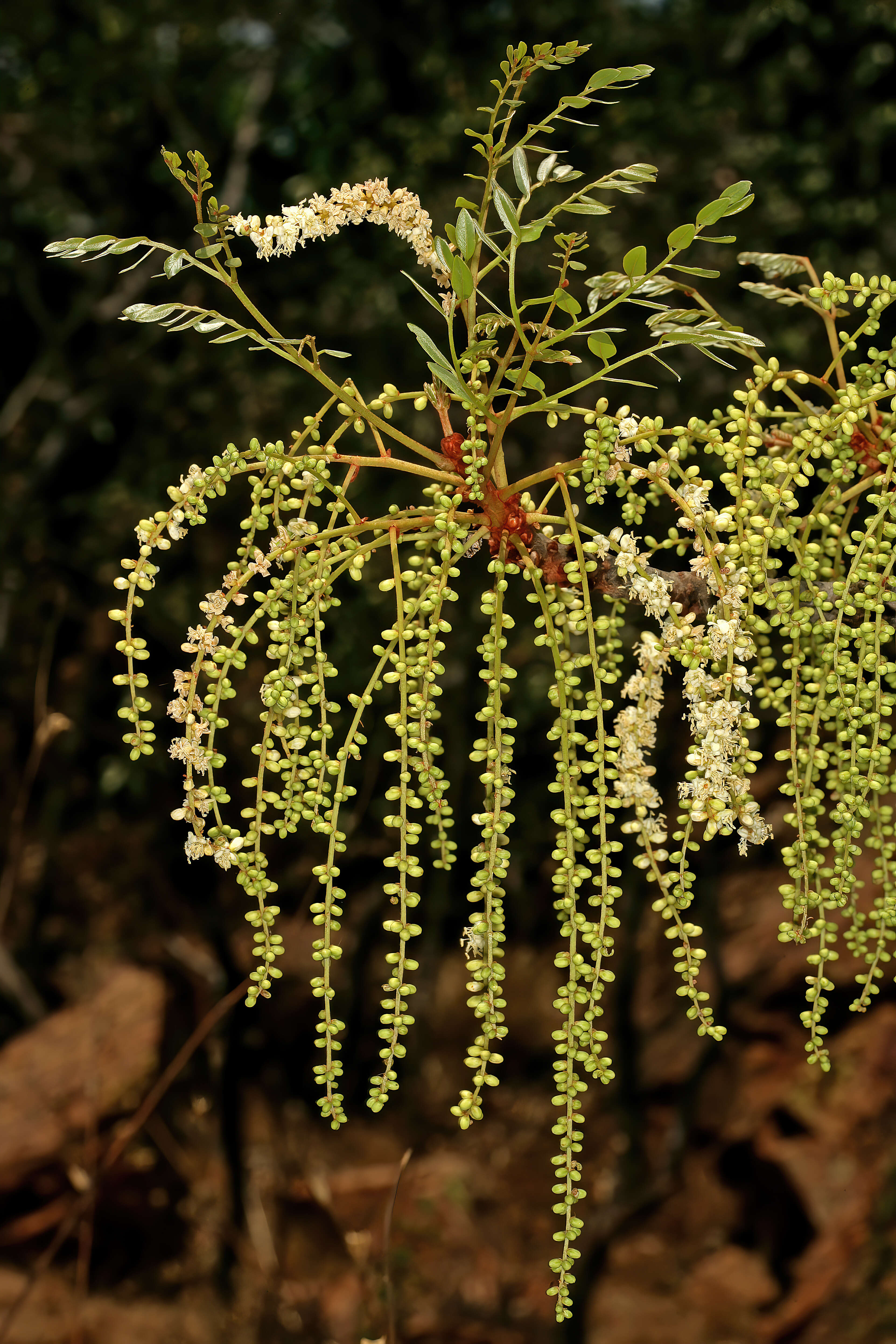 Image of Burkea