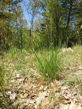 Image of Anthoxanthum australe (Schrad.) Veldkamp