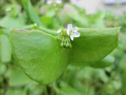 Image of Indian lettuce