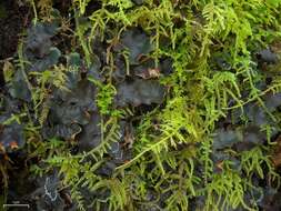 Image of Peltigera neckeri