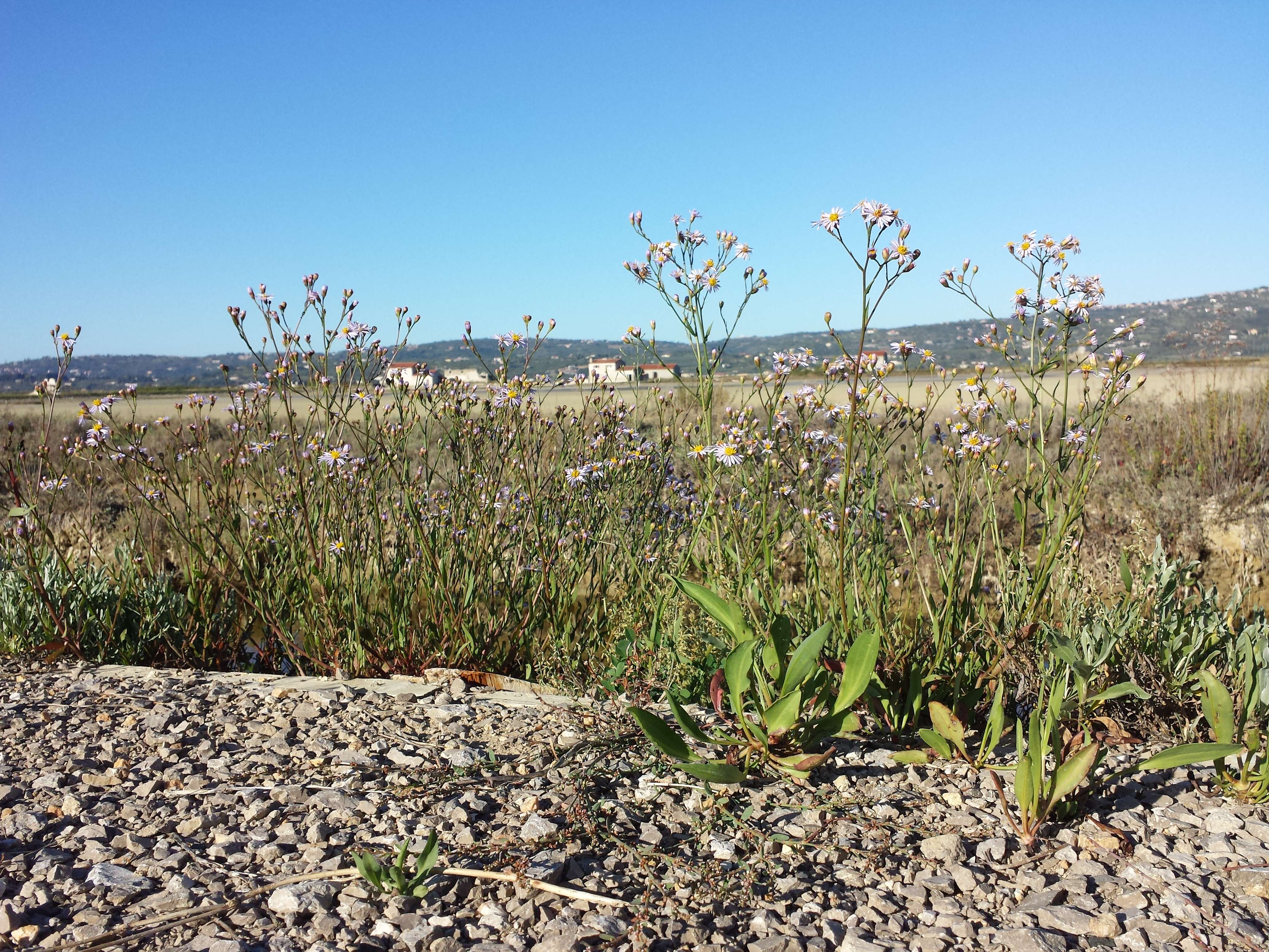 Image of sea aster