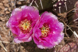 Image of Panhandle Prickly-pear