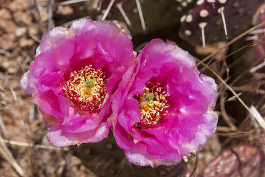 Image of Panhandle Prickly-pear