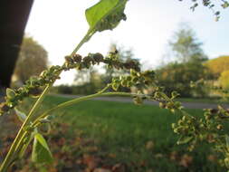 Image de Atriplex sagittata Bkh.