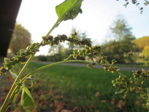 Image de Atriplex sagittata Bkh.