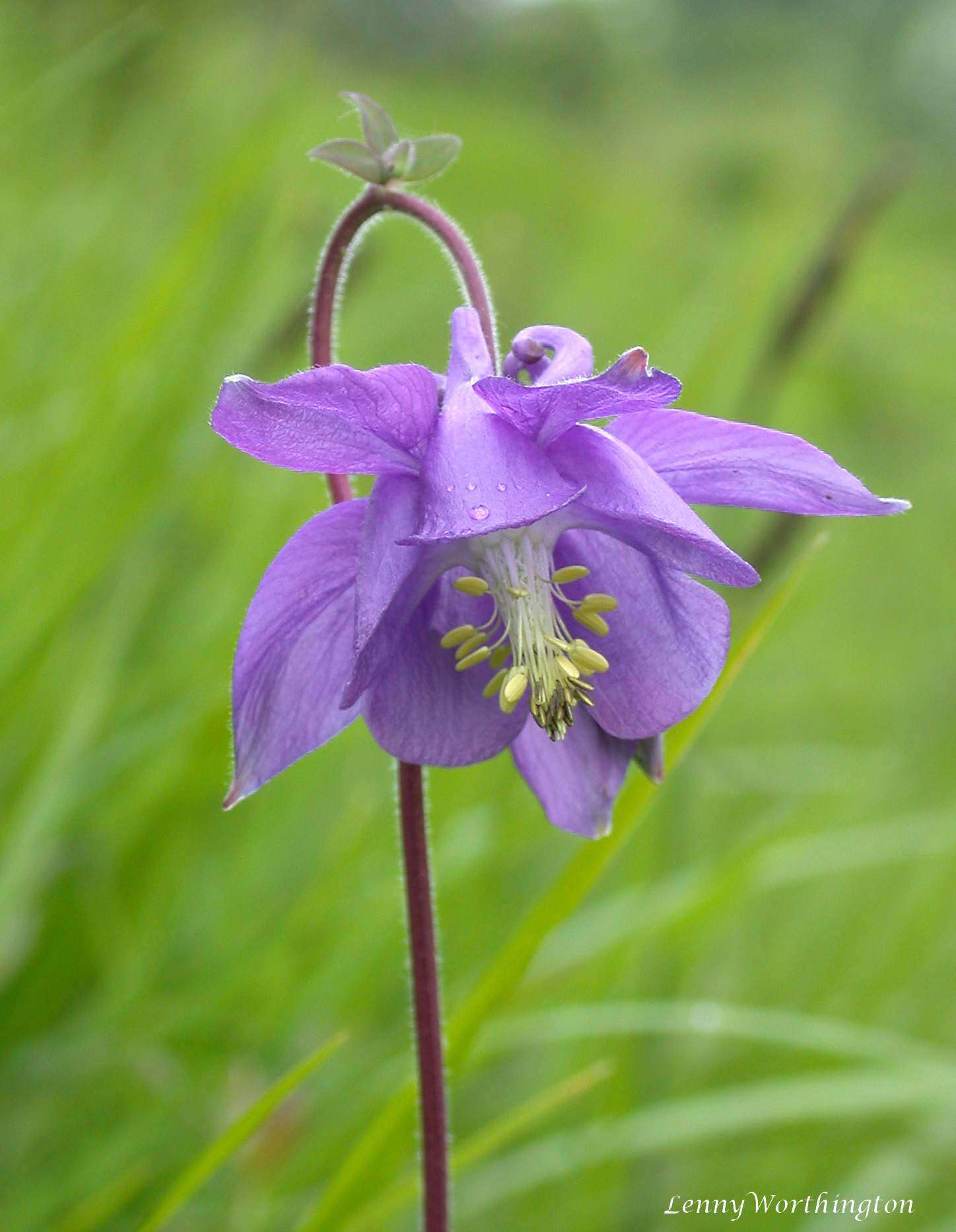 Plancia ëd Aquilegia vulgaris L.